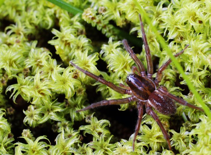Beautiful spider, and beautiful moss too.