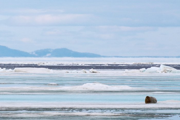 A spotted seal sits on melting sea ice on the Chukchi Sea near the Seward Peninsula.