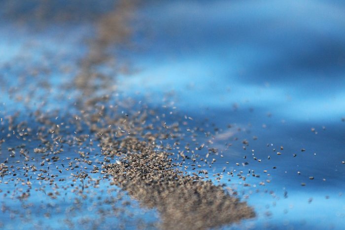 Thousands of springtails float on the water near the shore of Kachemak Bay.