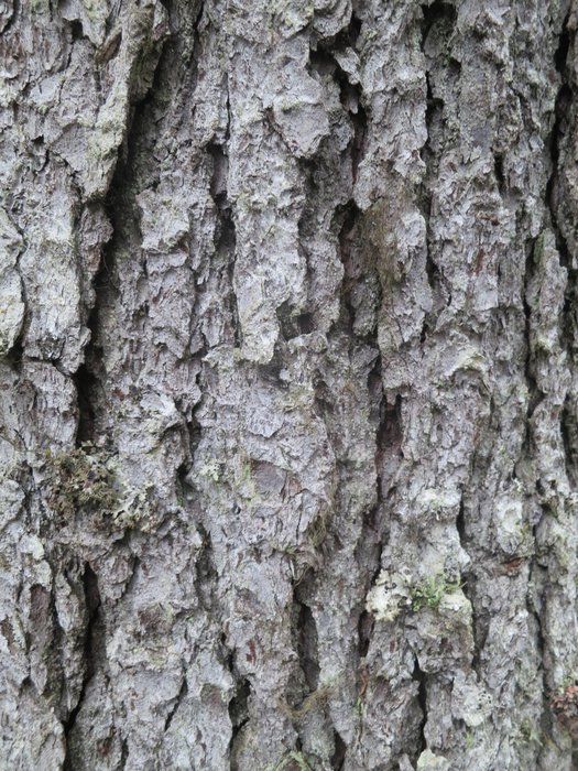Deeply furrowed bark on an old slow-growing tree.