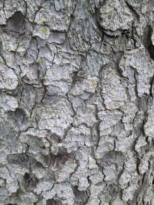 Bark with concave indentations - common on relatively straight, unstressed, fast-growing trees.