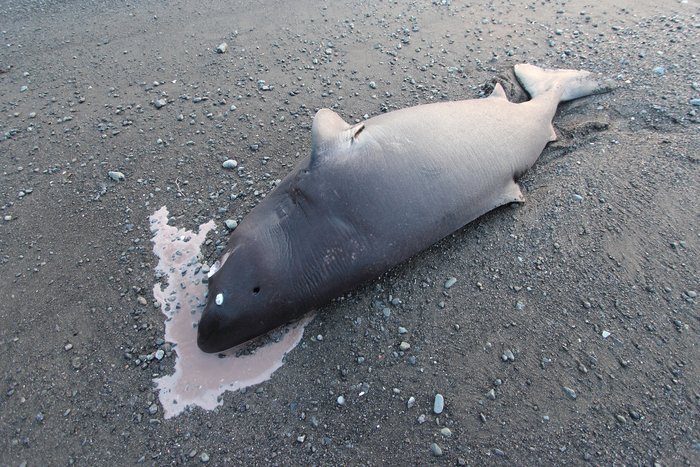 This shark died on the shore near the Wosnensenski River.