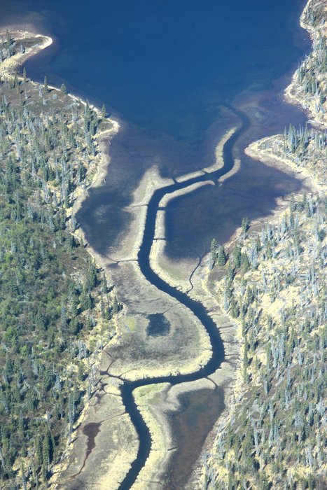 This slough usually flows out of the lake at the top of the image, but during floods on the Iliamna River it reverses and muddy water flows up into the lake, leaving prominent levees along the sides of the channel.