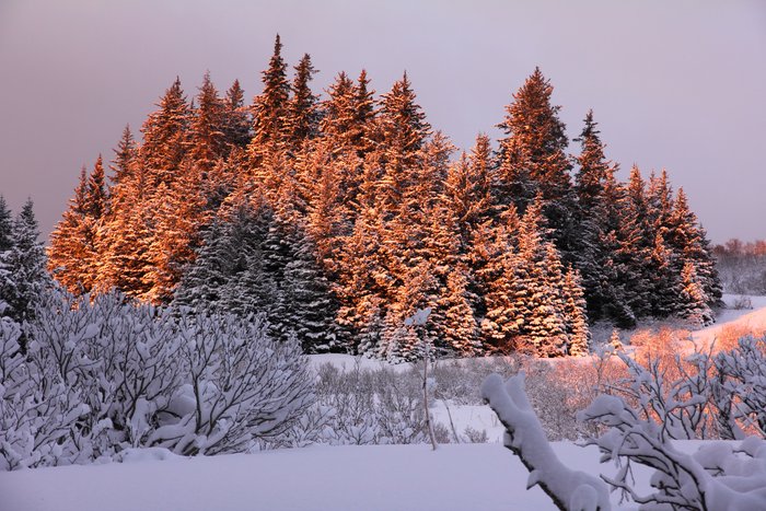Sunset on snowy trees