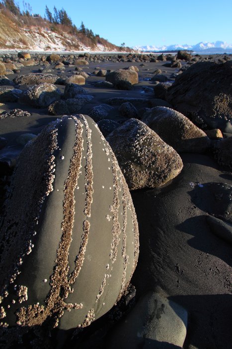 Barnicles cling to cracks in a boulder on the Homer beaches