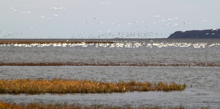 A flock of swans at the mouth of the Noatak River.