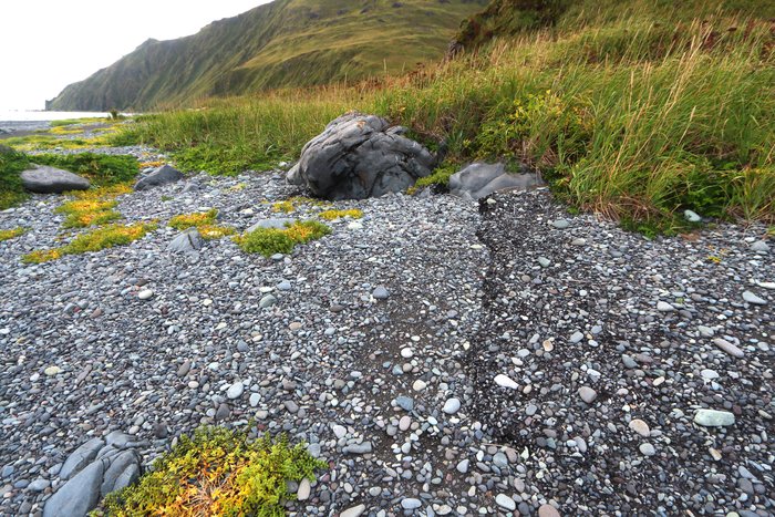 Tar, hardened like asphault, cements gravel together on Humpback Bay, Unalaska (Aleutian Islands, Alaska).