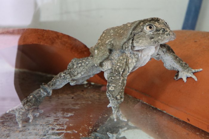 One of the giant water frogs of Lake Titicaca, bread in captivity by the Bolivian Amphibian Initiative.