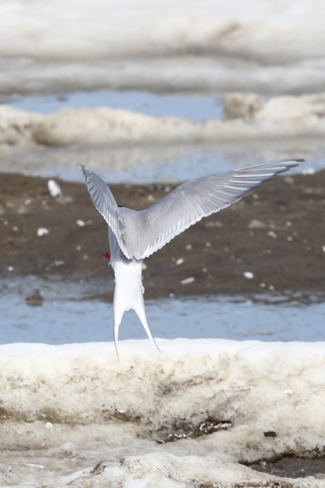 A tern demonstrates vertical takeoff.