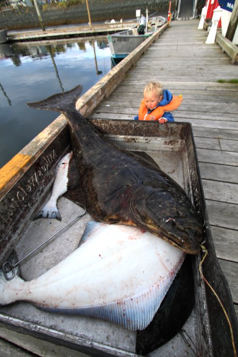 The halibut weighed about 120 lbs, about 40 lbs, about 12 lbs, and about 8 lbs.