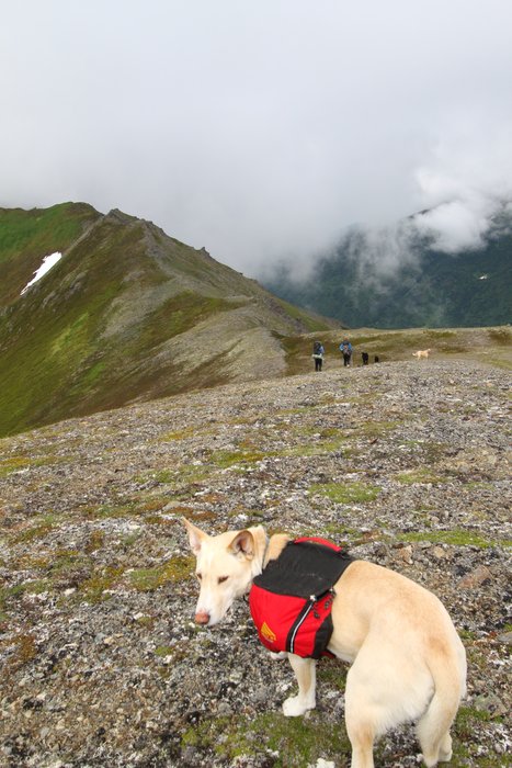 At the end of July 2010, ten adults, four babies, and six dogs walked from Red. Mt. to Seldovia.  These photos are from this improbable journey.