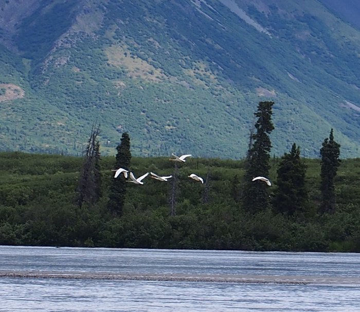 The river was consistently alive with birds like these trumpeter swans