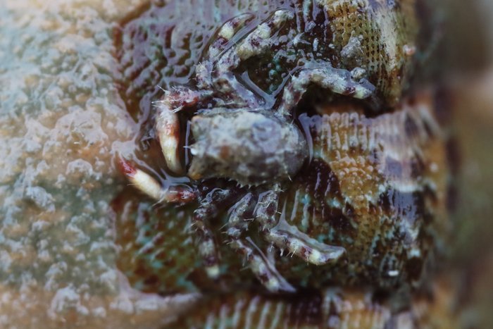 A miniscule hairy crab hides on the back of a chiton.