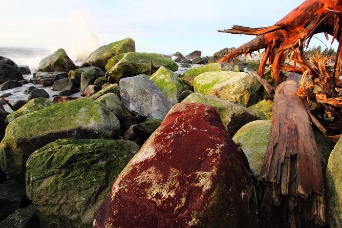 A storm at Sitkagi Lagoon tossed this red-algae-covered boulder far above its normal place in the intertidal zone.  Boulders are less sensitive to <a href="/Essays/Global-warming-coastal-erosion-malaspina-glacier.html">erosion</a> than sand or gravel, but even the boulder beaches are changing quickly.