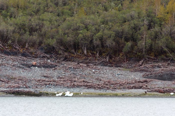 A bear wanders along the shore of Taan Fjord, exploring areas devastated by the 17 Oct 2015 tsunami.