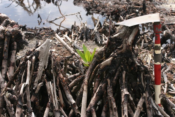 A tsunami snapped these mangroves off at the base of the trunk.  New greens are sprouting several months after the disaster.