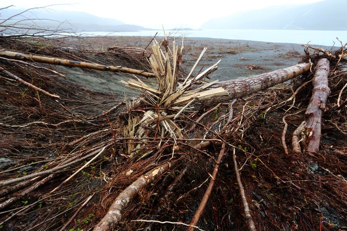Strong tsunami currents knocked down huge areas of forest in Taan Fjord.