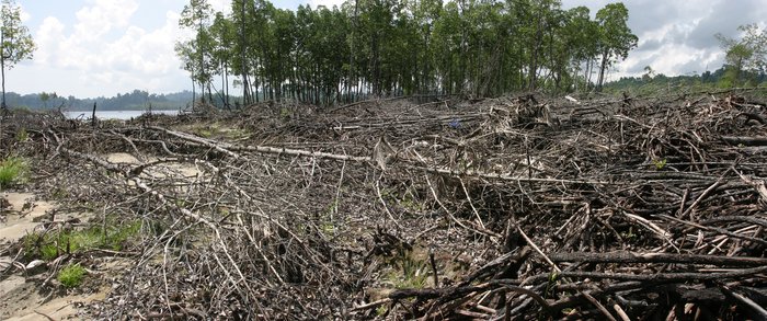 Some mangroves survived, while others were flattened, by violent tsunami flooding on Simeulue Island.