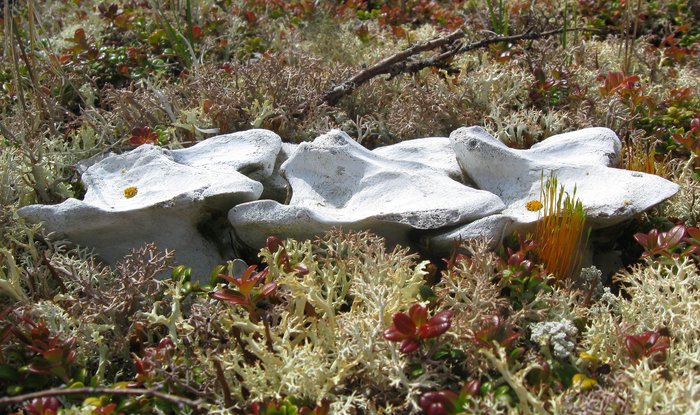 Reindeer lichen sprouting around large vertebre in the tundra.
