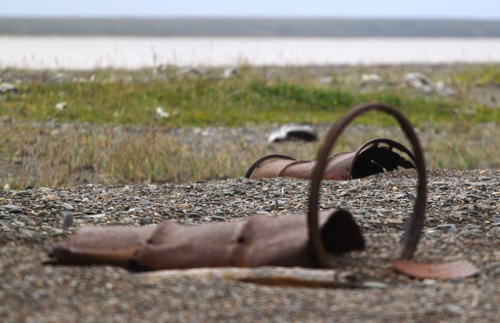 Some tragedy struck a patch of Alaska's State Flower, leaving tattered remains along miles of this arctic beach.