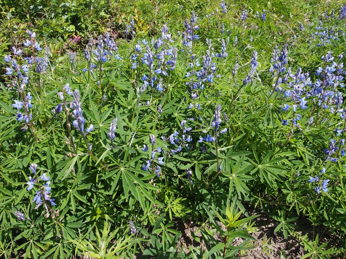Wildflowers, like these Arctic Lupine, were abundant throughout the entire river stretch