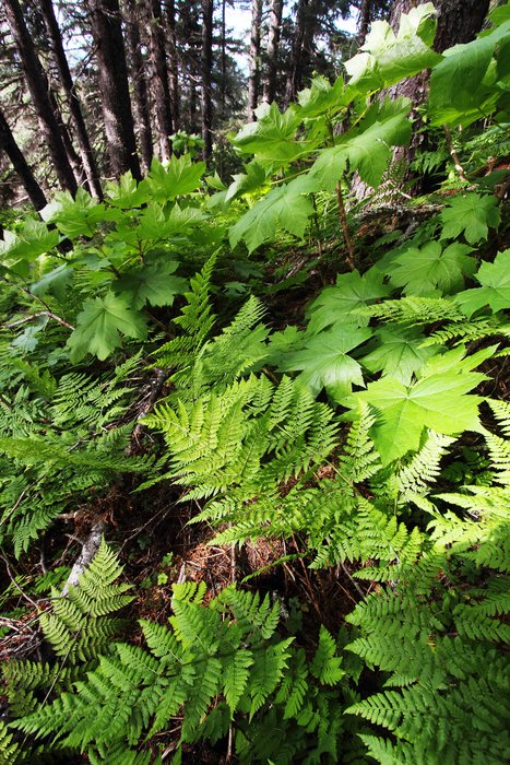 wind whips the devils club and ferns in the center of a forest island