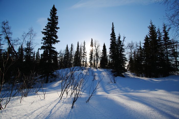 The low winter sun filters through the trees on a snowy hill - at the proposed site of the Chuitna Coal Mine, near Beluga, Alaska