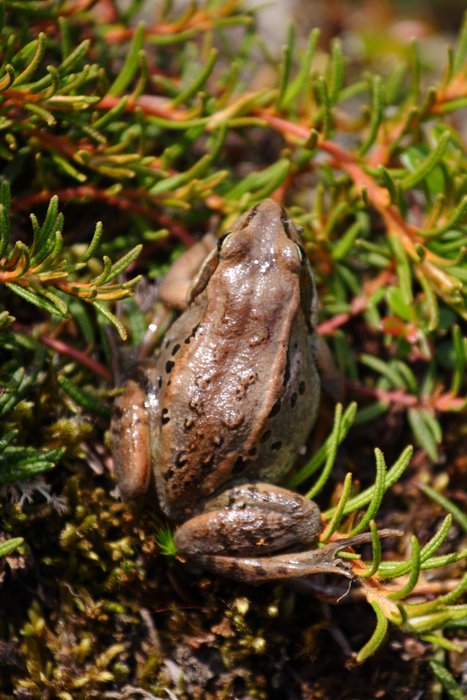 Frog in the labrador tea, above Upper Talarik Creek. 
